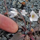 Hepatica nobilis albe und was für den Botaniker und Kriminalisten, bei...