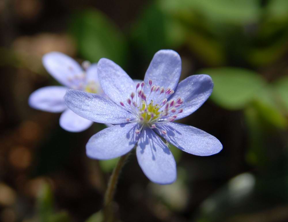 Hepatica nobilis