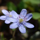 Hepatica nobilis