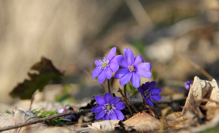 Hepatica Nobilis