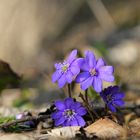 Hepatica Nobilis