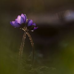 Hepatica nobilis