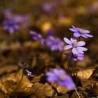 hepatica nobilis