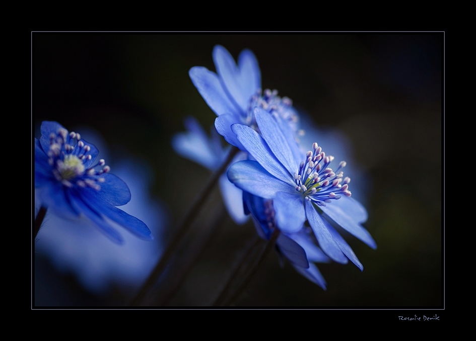 Hepatica nobilis