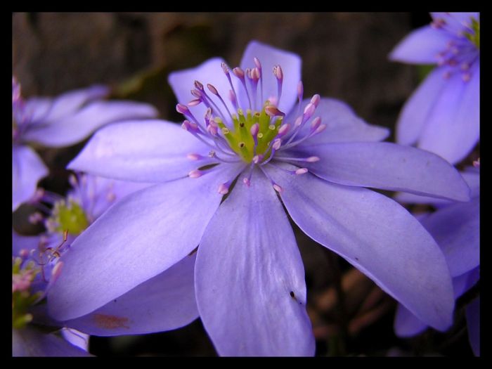 Hepatica nobilis, Czech name is Jaterník podléška