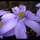 Hepatica nobilis, Czech name is Jaterník podléška