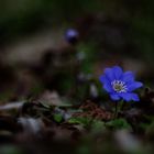 hepatica nobilis