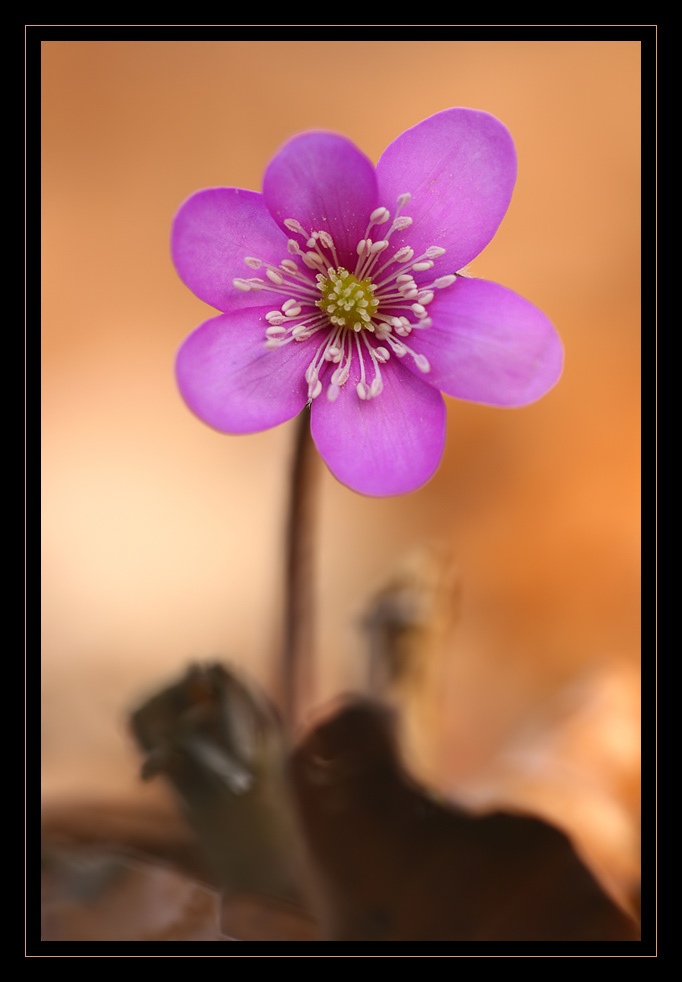 Hepatica nobilis