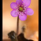 Hepatica nobilis