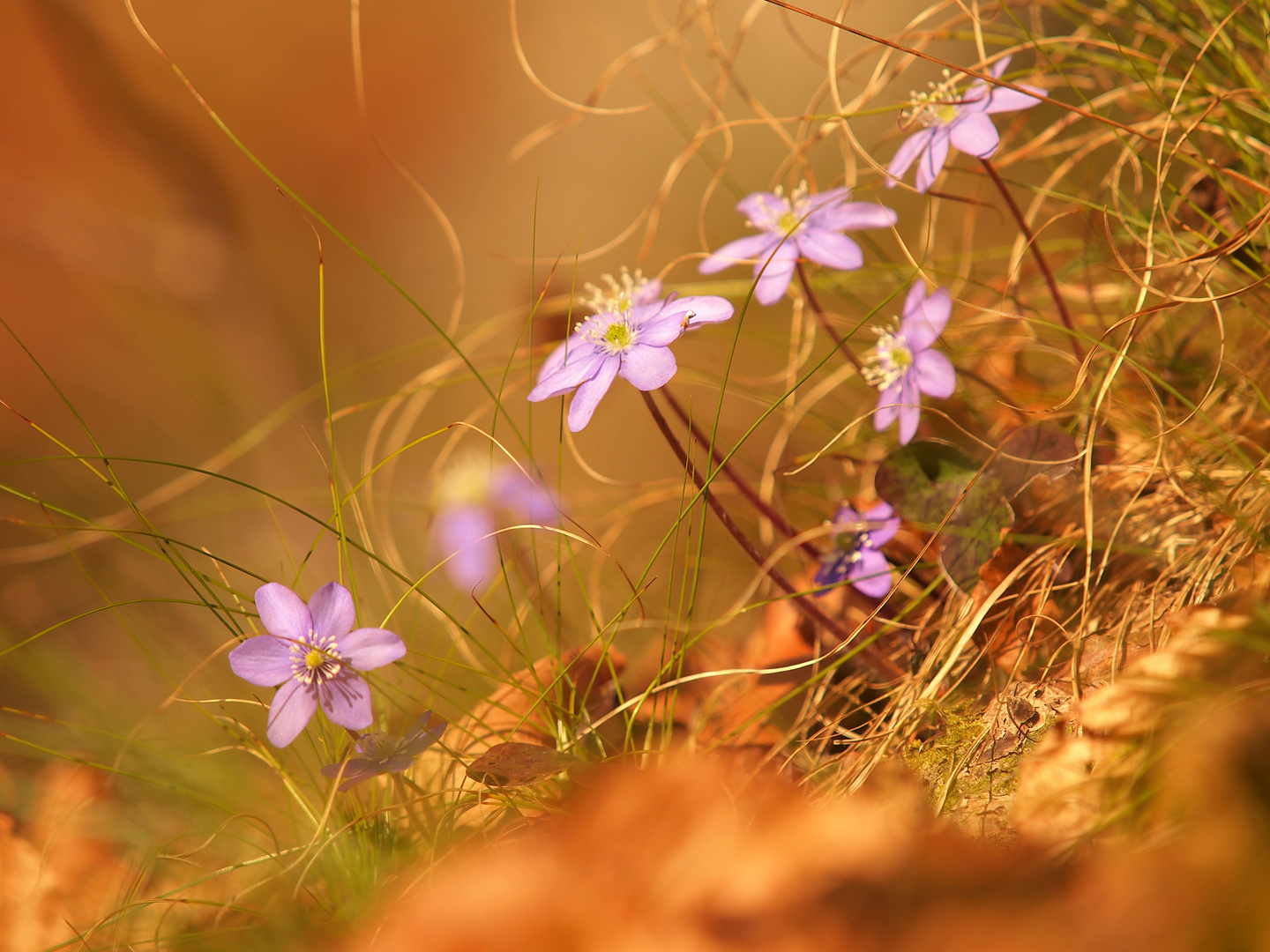 Hepatica nobilis