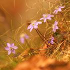 Hepatica nobilis