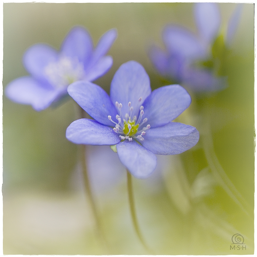 Hepatica nobilis