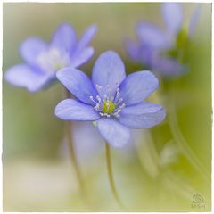 Hepatica nobilis