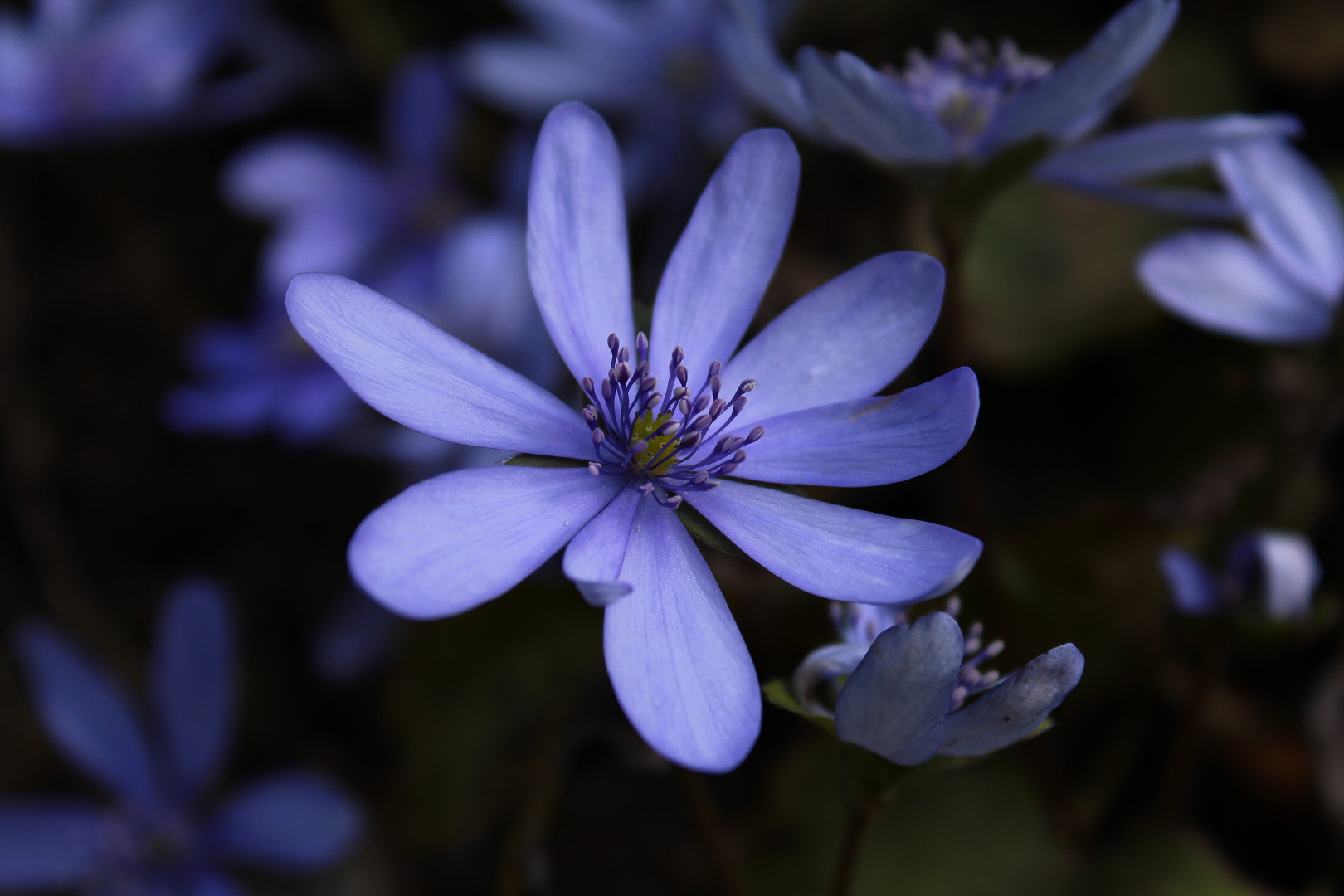 hepatica nobilis