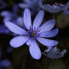 hepatica nobilis