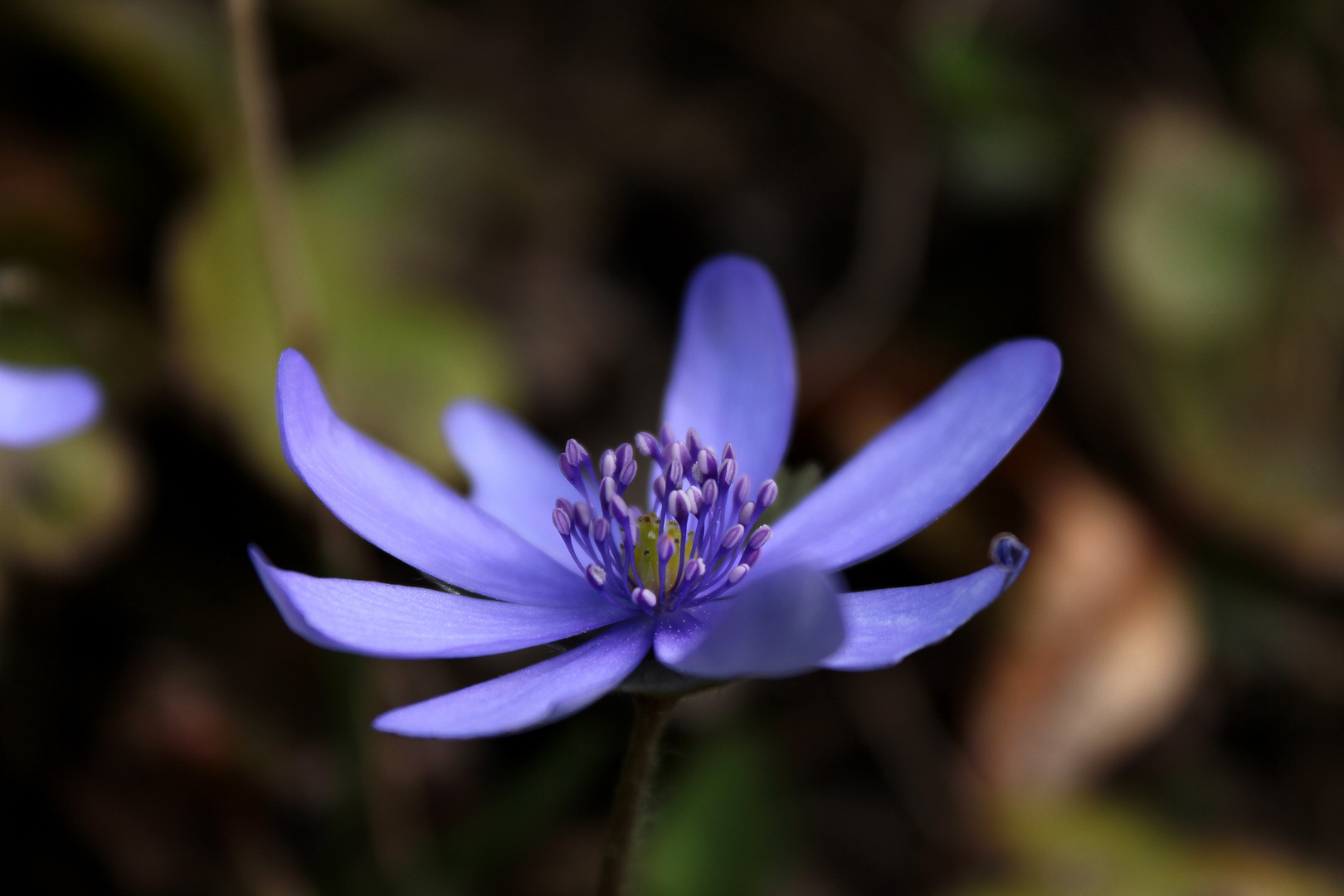 hepatica nobilis II