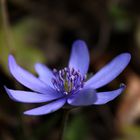 hepatica nobilis II