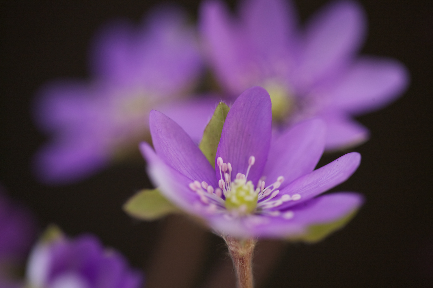 Hepatica nobilis II