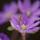 Hepatica nobilis II