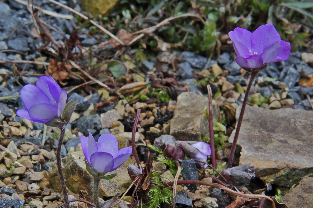 Hepatica nobilis - Leberblümchen