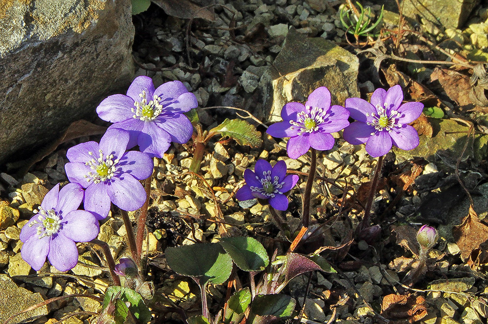 Hepatica nobilis - Leberblümchen