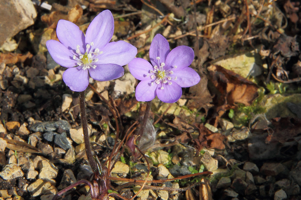 Hepatica nobilis - Leberblümchen