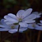 Hepatica nobilis, Leberblümchen