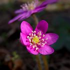 Hepatica nobilis Mill.