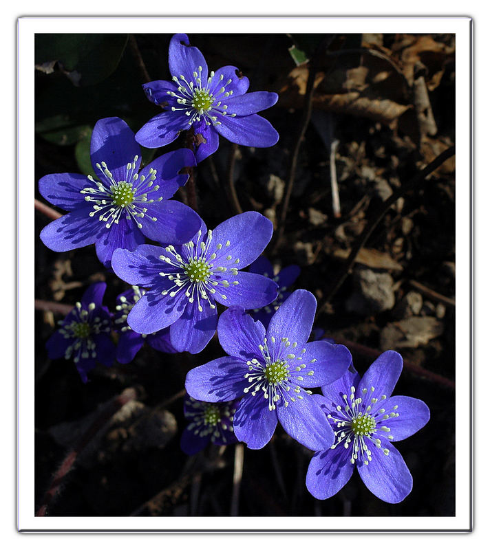 Hepatica nobilis Miller