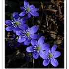 Hepatica nobilis Miller