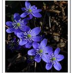 Hepatica nobilis Miller