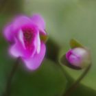 Hepatica nobilis var. rubra – Rotes Leberblümchen,