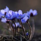 Hepatica triloba