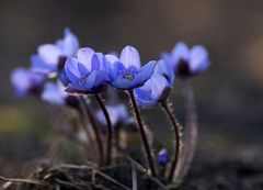 Hepatica triloba