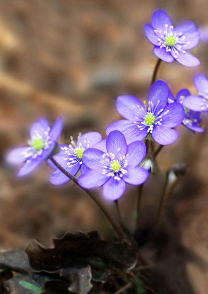 Hepatica_nobilis