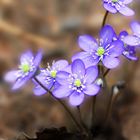 Hepatica_nobilis