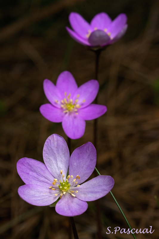 Hepaticas.