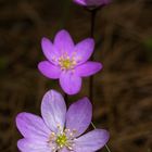 Hepaticas.