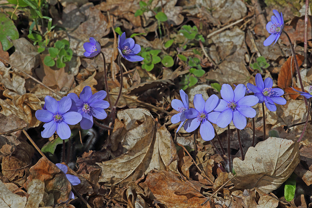 Hepatika nobiles-Leberblümchen oder...