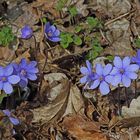 Hepatika nobiles-Leberblümchen oder...