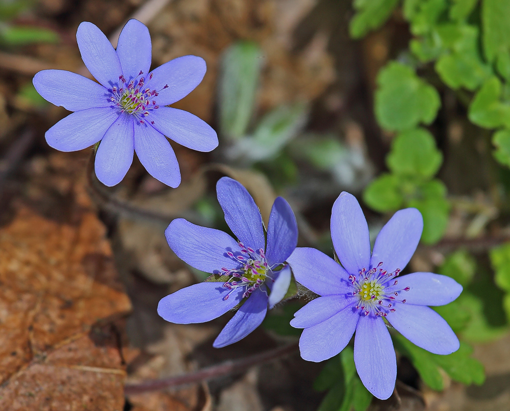 Hepatika nobiles mit größeren Blüten