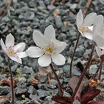 Hepatika nobilis alba- eine Rarität