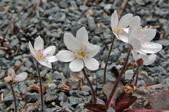 Hepatika nobilis alba- eine Rarität