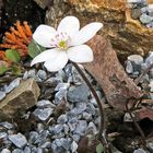Hepatika nobilis alba - weiße Variante des Leberblümchens und ich denke...