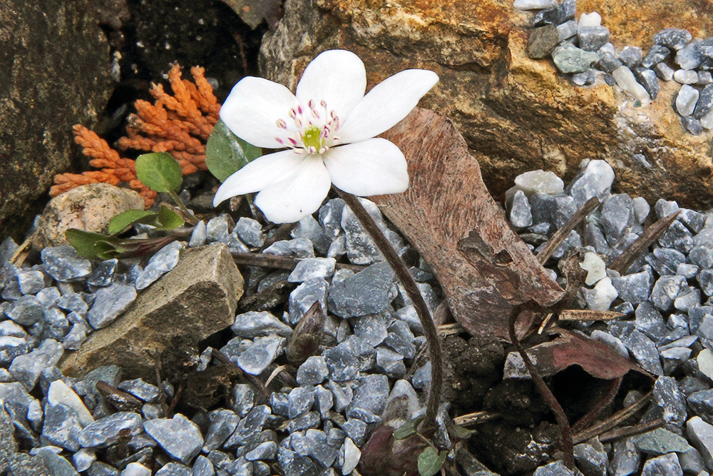 Hepatika nobilis alba - weiße Variante des Leberblümchens und ich denke...