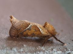 Hepialis sylvina