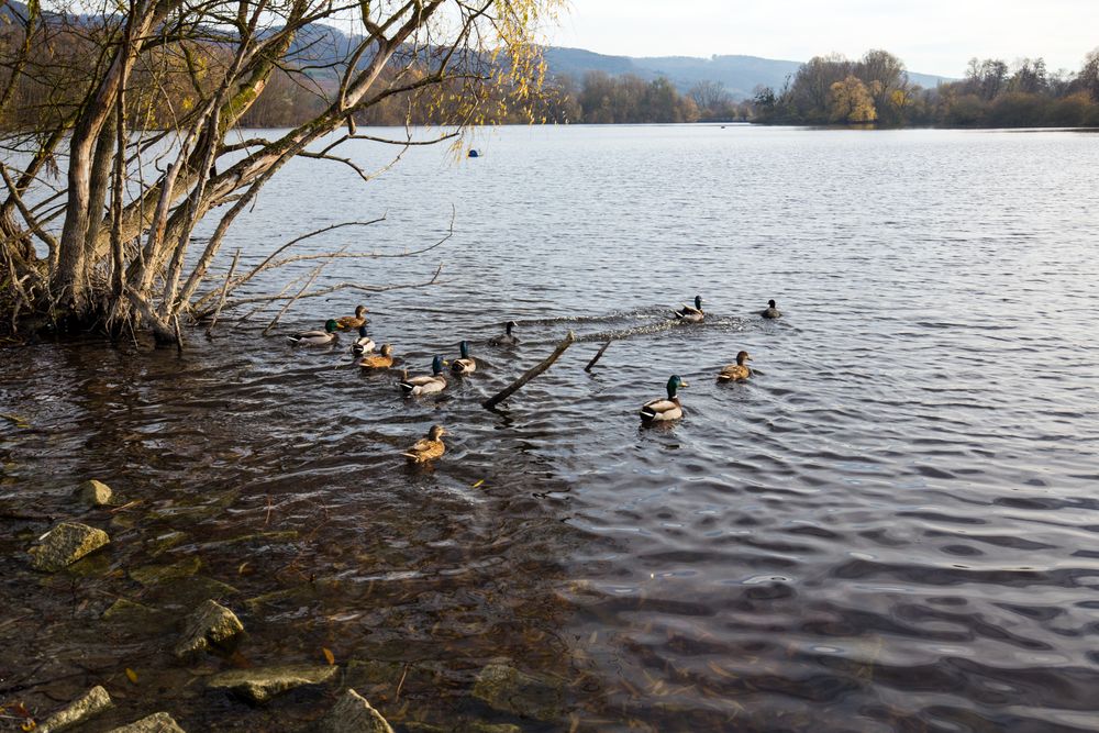 Heppenheim - Bruchsee