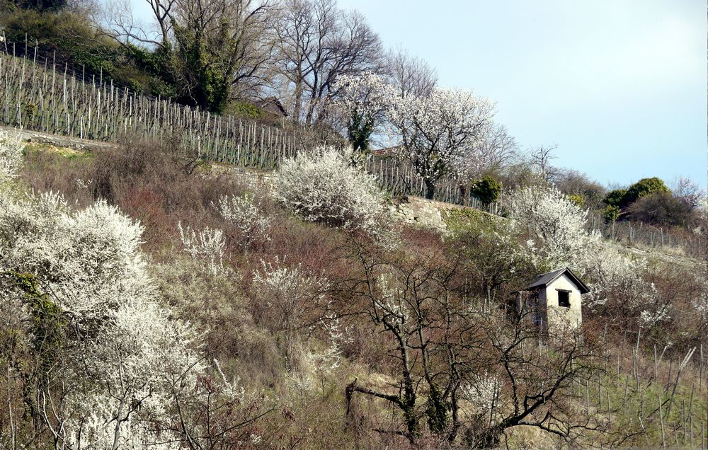 Heppenheimer Schlossberg - Frühlingsbeginn