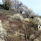 Heppenheimer Schlossberg - Frühlingsbeginn