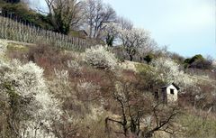 Heppenheimer Schlossberg - Frühlingsbeginn